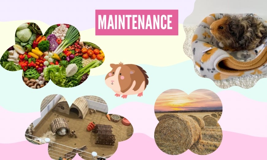 Children & guinea pigs: a tale of friendship, learning, and fun! 2 What's involved in caring for a guinea pig