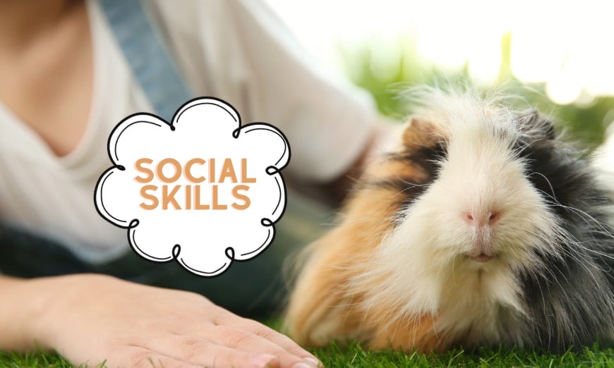 Children & guinea pigs: a tale of friendship, learning, and fun! 5 Encourages social skills