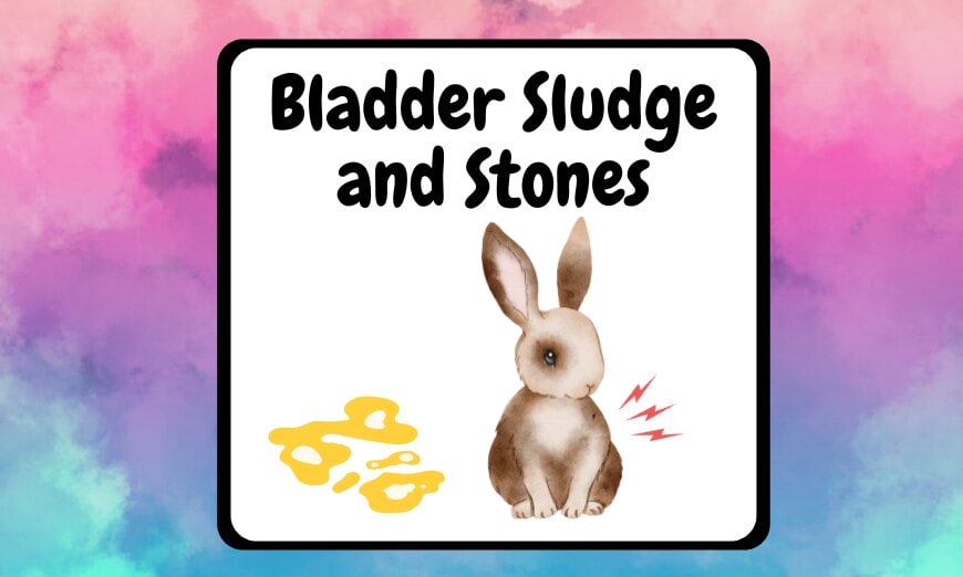 Rabbit pee: the colourful key to your bunny's health 3 Rabbit pee: the colourful key to your bunny's health