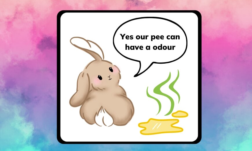 Rabbit pee: the colourful key to your bunny's health 5 Rabbit pee: the colourful key to your bunny's health