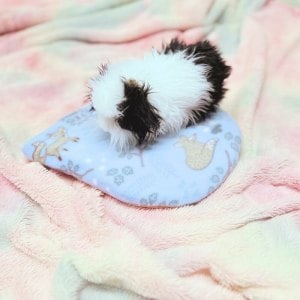 snugge safe heat [ack cover