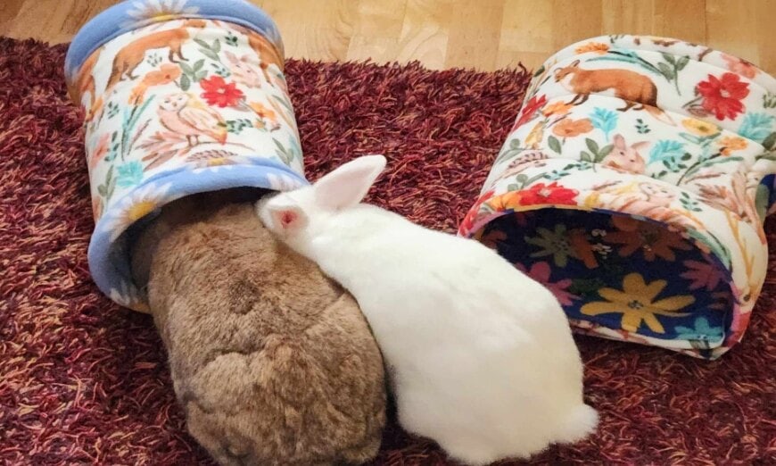 Why quality tunnels & hides matter for your small pet 3 Why quality tunnels & hides matter for your small pet