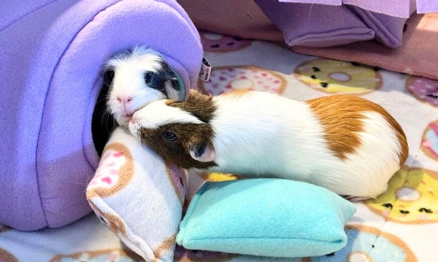 Why quality tunnels & hides matter for your small pet 2 Why quality tunnels & hides matter for your small pet