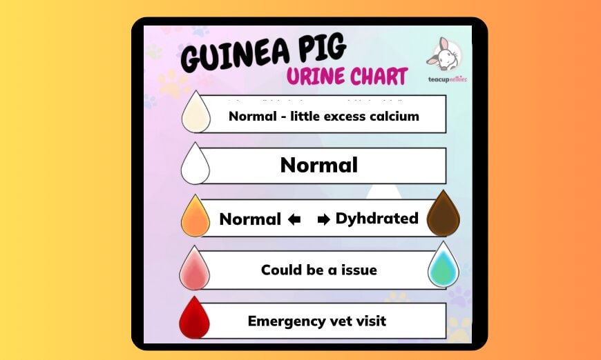 Guinea pig pee: colourful key to your piggies health 1 Guinea pig pee: colourful key to your piggies health
