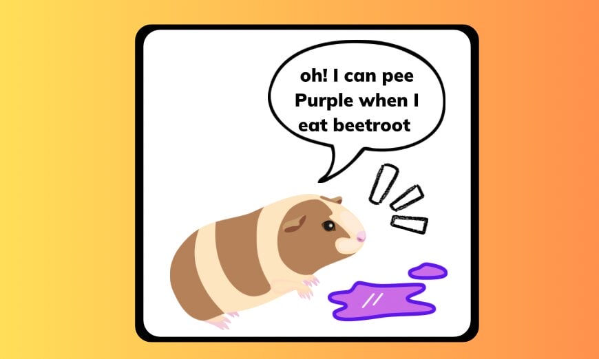 Guinea pig pee: colourful key to your piggies health 2 Guinea pig pee: colourful key to your piggies health
