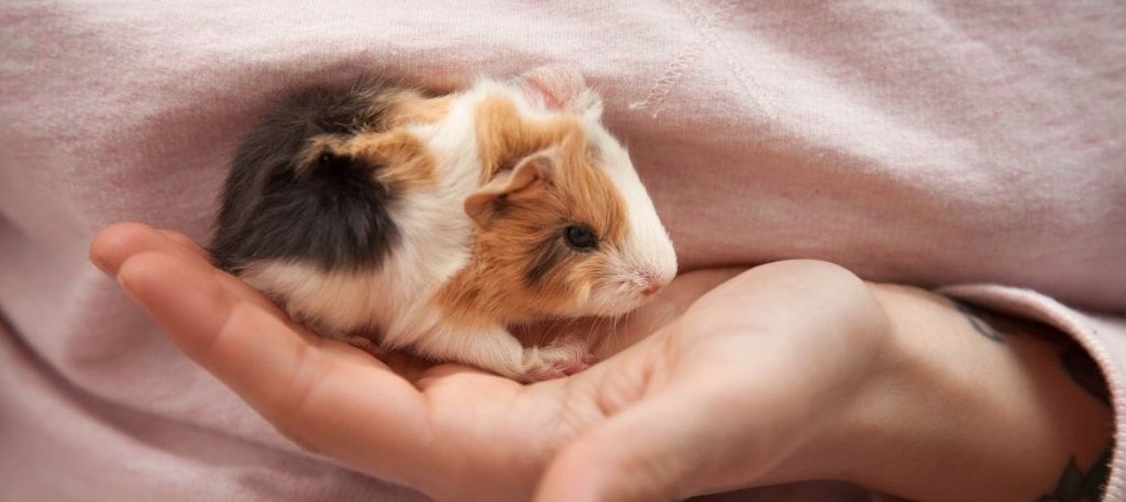 Truth about satin syndrome guinea pigs 5 Truth about satin syndrome guinea pigs