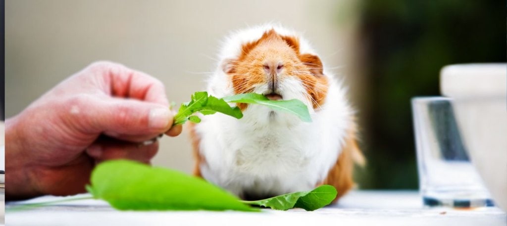 Truth about satin syndrome guinea pigs 2 Truth about satin syndrome guinea pigs