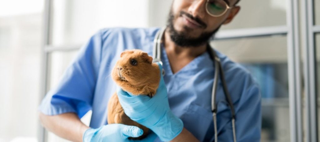 Truth about satin syndrome guinea pigs 4 Truth about satin syndrome guinea pigs