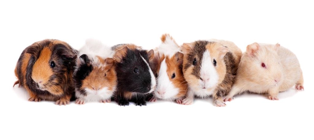 Truth about satin syndrome guinea pigs 1 Truth about satin syndrome guinea pigs