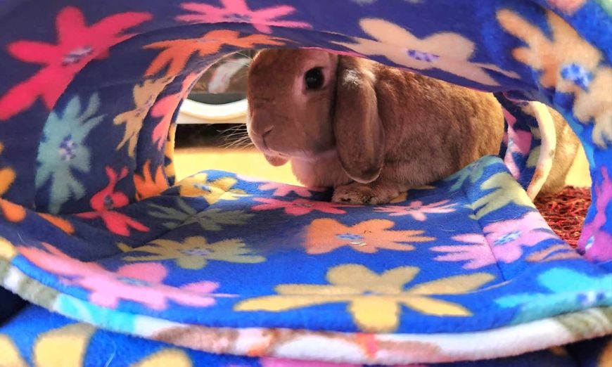 Why the type of fleece matters in pet bedding 5 Why the type of fleece matters in pet bedding