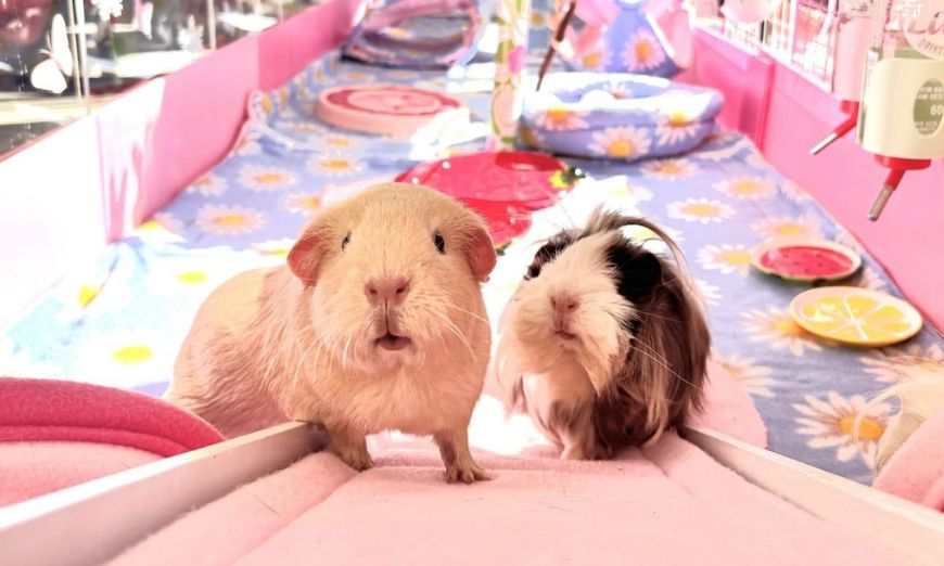 Top 150 guinea pig names (male & female) 2 Top 150 guinea pig names (male & female)