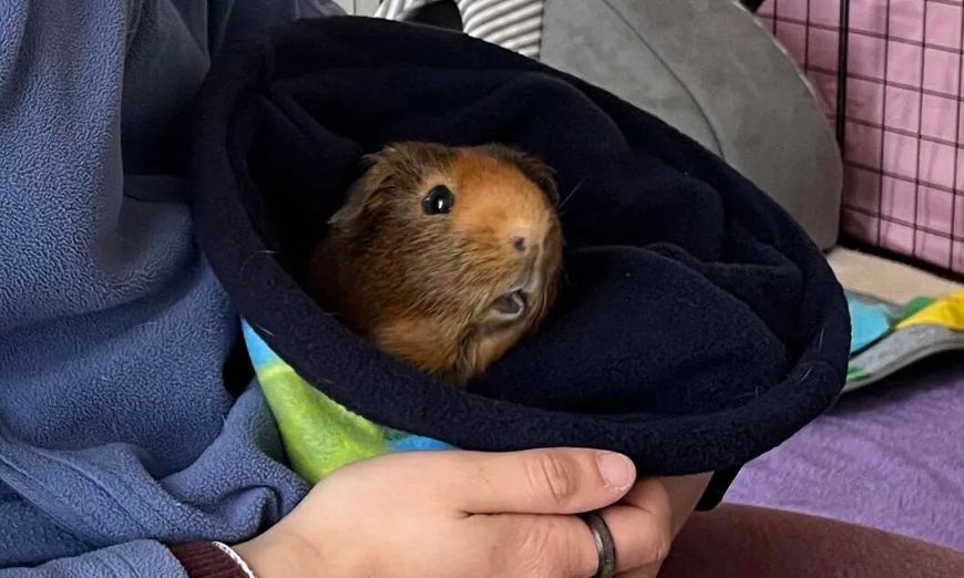 Top 150 guinea pig names (male & female) 3 Top 150 guinea pig names (male & female)