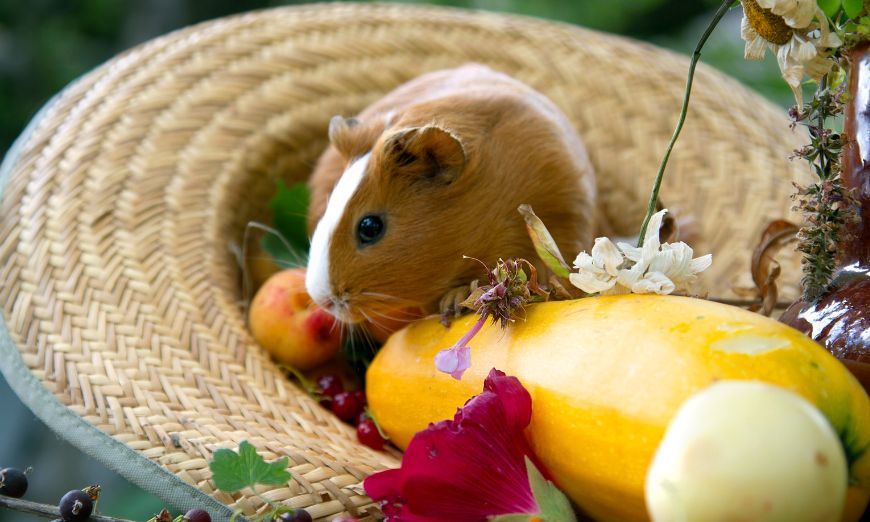 Top 150 guinea pig names (male & female) 7 Top 150 guinea pig names (male & female)