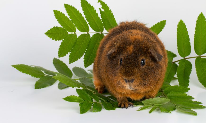 Top 150 guinea pig names (male & female) 6 Top 150 guinea pig names (male & female)