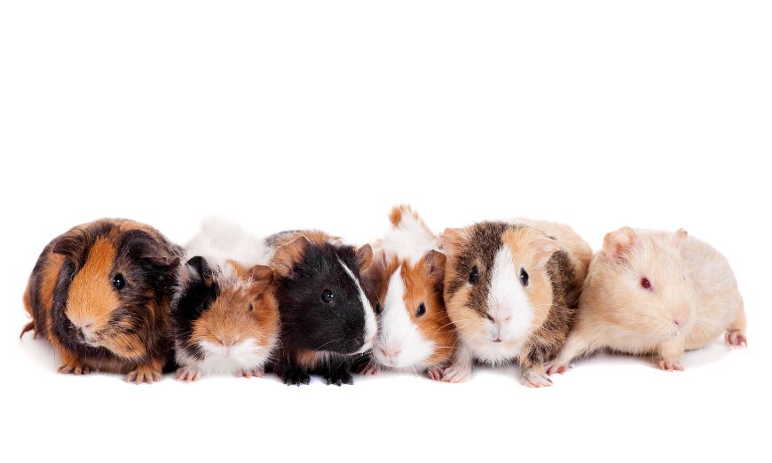 Top 150 guinea pig names (male & female) 8 Top 150 guinea pig names (male & female)
