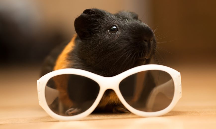 Top 150 guinea pig names (male & female) 5 Top 150 guinea pig names (male & female)